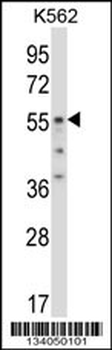 ODC1 Antibody (C-term)