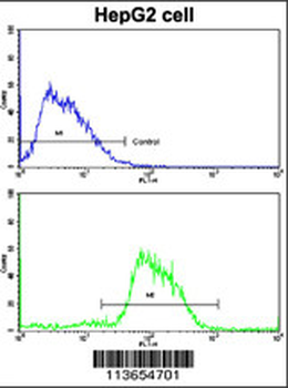 CDH4 Antibody (N-term)