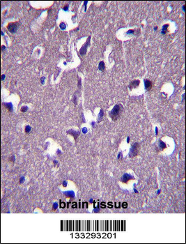 GRID1 Antibody (C-term)