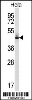 HMFG Antibody (C-term)