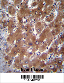 GBA3 Antibody (C-term)