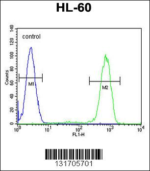CASP12 Antibody (Center)