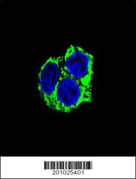 CABC1 Antibody