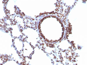 Nuclear Antigen (Pan-Nuclear Marker) Antibody - With BSA and Azide
