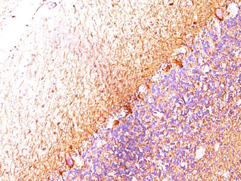 Neurofilament (H+L) (Neuronal Marker) Antibody - With BSA and Azide