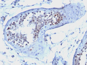 Cyclin B1 (G2- & M-phase Cyclin) Antibody - With BSA and Azide