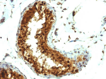 SUMO-1 Antibody - With BSA and Azide