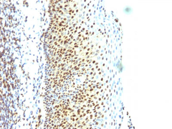 SUMO-2 Antibody - With BSA and Azide