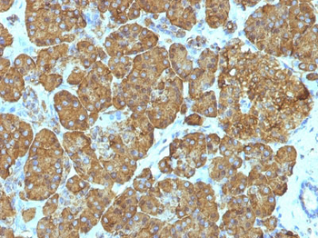 Cytochrome C (Mitochondrial Marker) Antibody - With BSA and Azide