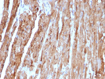 Cytochrome C (Mitochondrial Marker) Antibody - With BSA and Azide