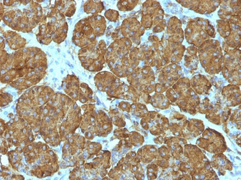 Cytochrome C (Mitochondrial Marker) Antibody - With BSA and Azide