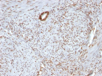 Nucleolin (Marker of Human Cells) Antibody - With BSA and Azide