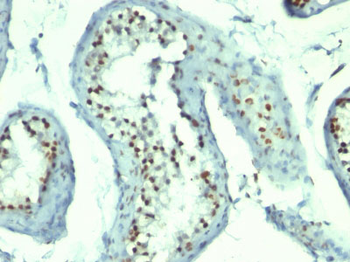 Nucleolin (Marker of Human Cells) Antibody - With BSA and Azide