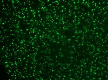 Nucleolin (Marker of Human Cells) Antibody - With BSA and Azide