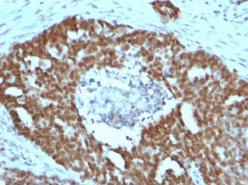 Nucleolin (Marker of Human Cells) Antibody - With BSA and Azide