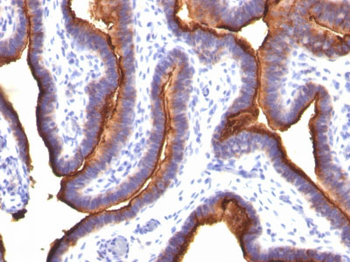 MUC1 / EMA / CD227 (Epithelial Marker) Antibody - With BSA and Azide
