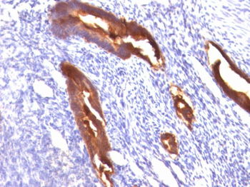 MUC1 / EMA / CD227 (Epithelial Marker) Antibody - With BSA and Azide
