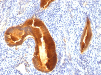 MUC1 / EMA / CD227 (Epithelial Marker) Antibody - With BSA and Azide