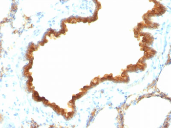 Cytokeratin 19 (KRT19) (Pancreatic Stem Cell Marker) Antibody - With BSA and Azide