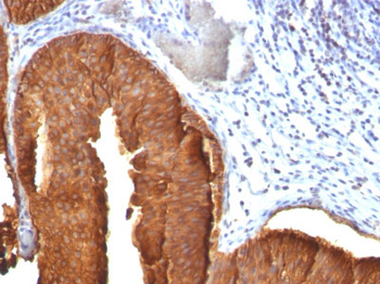 Cytokeratin 19 (KRT19) (Pancreatic Stem Cell Marker) Antibody - With BSA and Azide