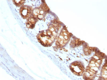 Cytokeratin 18 (KRT18) Antibody - With BSA and Azide
