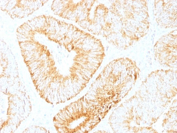 IL-6 (Interleukin-6) / Interferon beta-2 (Hybridoma Growth Factor) Antibody - With BSA and Azide