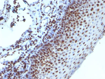 Histone H1 (Nuclear Marker) Antibody - With BSA and Azide