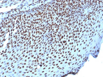 Histone H1 (Nuclear Marker) Antibody - With BSA and Azide