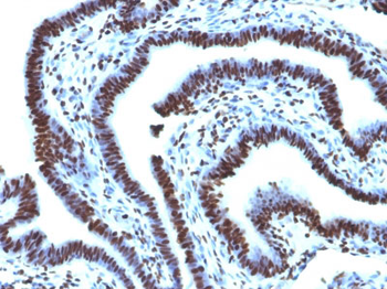 Histone H1 (Nuclear Marker) Antibody - With BSA and Azide