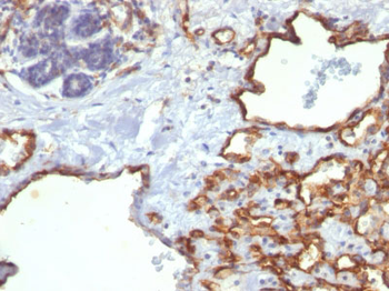 CD31 / PECAM-1 (Endothelial Cell Marker) Antibody - With BSA and Azide