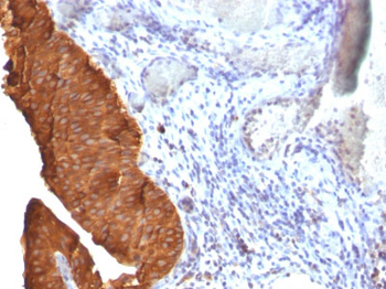 Cytokeratin 19 (KRT19) (Pancreatic Stem Cell Marker) Antibody - With BSA and Azide