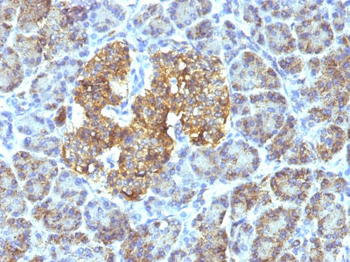 HSP60 (Heat Shock Protein 60) (Mitochondrial Marker) Antibody - With BSA and Azide