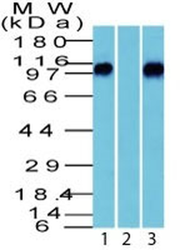 beta-Catenin (p120) Antibody - With BSA and Azide