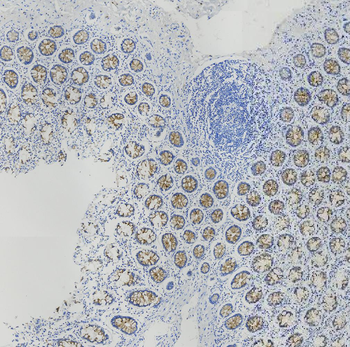 MUC-4 Antibody