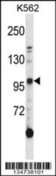 Mouse Axl Antibody (N-term)