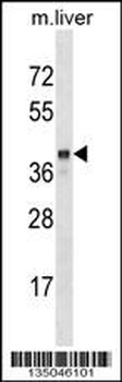 SEC14L2 Antibody (N-term)