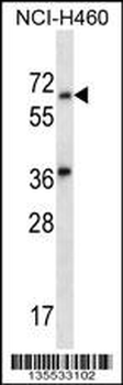 LINGO3 Antibody (C-term)