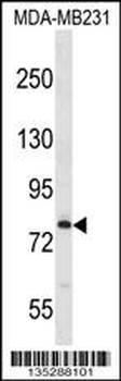 MED17 Antibody (Center)