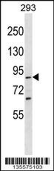 SPG20 Antibody (C-term)