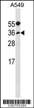 MYF5 Antibody (N-term)