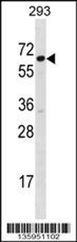 SRP54 Antibody (C-term)