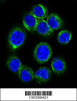 EPOR Antibody (Center)