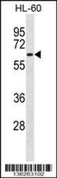 CLK2 Antibody (Center)