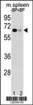 ASB3 Antibody (N-term)