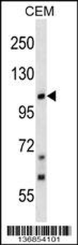 TRPC7 Antibody (C-term)