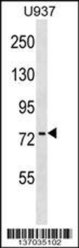 PABPC4 Antibody (Center)