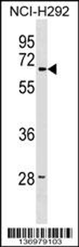LMBR1 Antibody (Center)