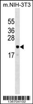 ARL6IP5 Antibody (Center)