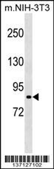 Mouse Rps6ka2 Antibody (N-term)