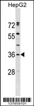 ERP27 Antibody (C-term)